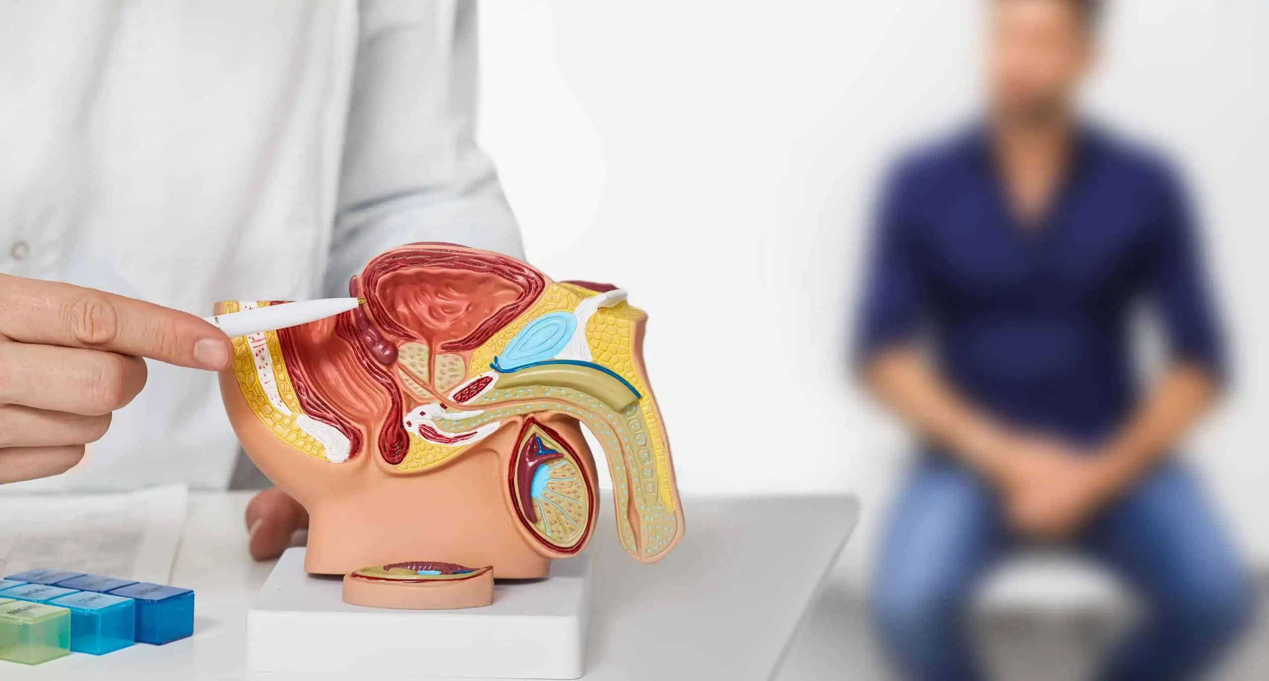 Jak zakupić modele anatomiczne w atrakcyjnych cenach w sklepach internetowych jak modele anatomiczne przekroju mózgu
